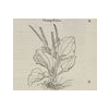 Plantago Rubea (détail) © KBR - URL